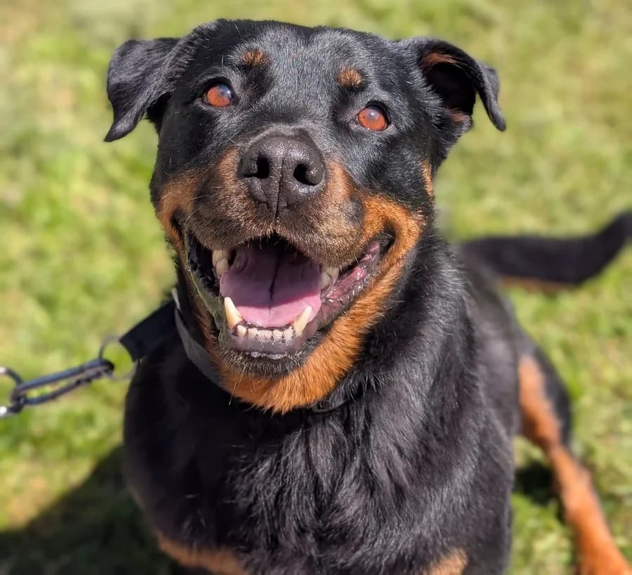 ROXI, 7yo Rottweiler for adoption at Schronisko Kraków, Kraków