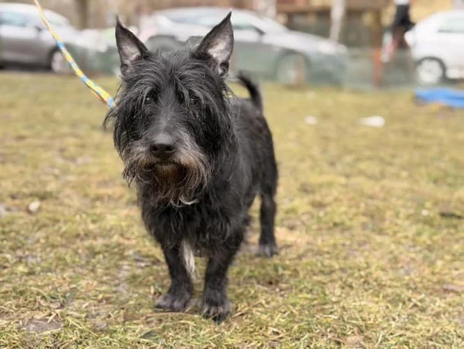 BOMBEK, senior mixed breed for adoption at Schronisko Kraków, Kraków