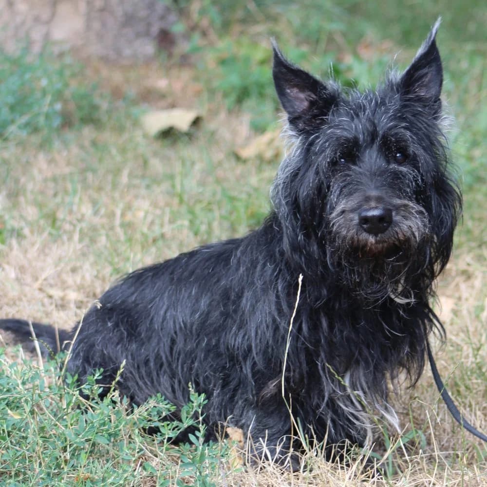 BOMBEK, senior mixed breed for adoption at Schronisko Kraków, Kraków