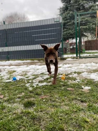 CZEKOLADA, female 7yo mixed breed for adoption at Schronisko Kraków, Kraków