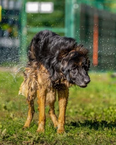 TETRIS, senior mixed breed for adoption at Schronisko Kraków, Kraków