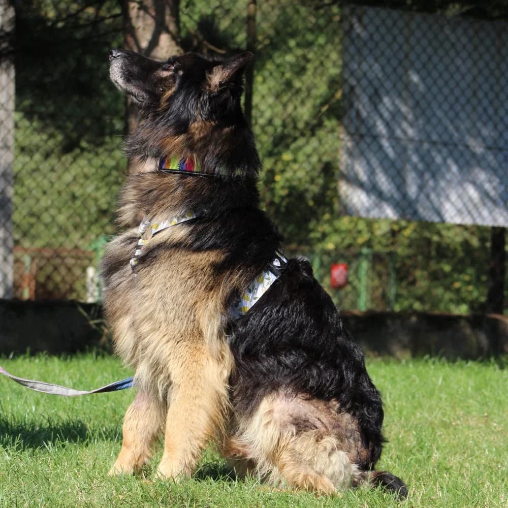TETRIS, senior mixed breed for adoption at Schronisko Kraków, Kraków