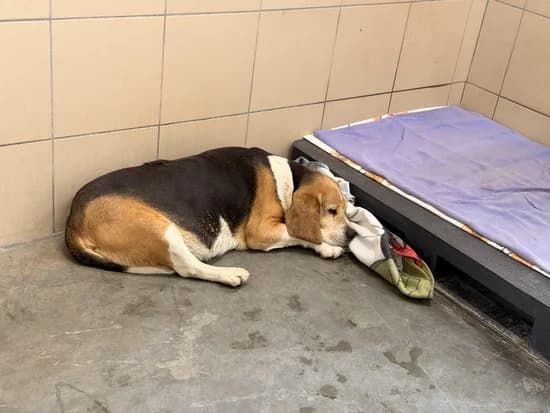 PUCIO, senior Beagle for adoption at Schronisko Kraków, Kraków