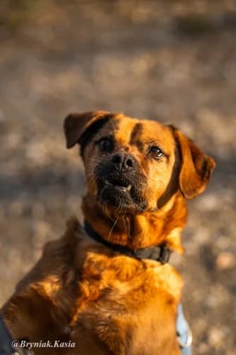LARY, senior mixed breed for adoption at Schronisko Kraków, Kraków