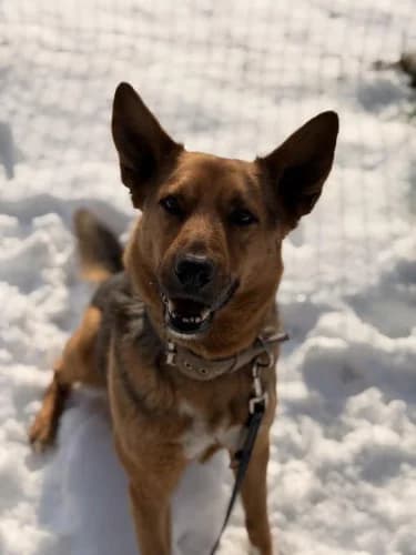 PRYMUS, 6yo mixed breed for adoption at Schronisko Kraków, Kraków