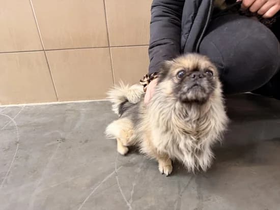 SHINIGAMI, 7yo mixed breed for adoption at Schronisko Kraków, Kraków