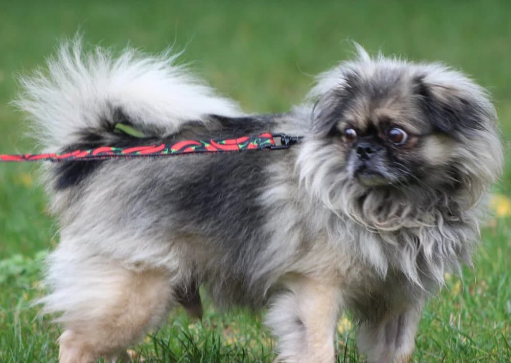 SHINIGAMI, senior mixed breed for adoption at Schronisko Kraków, Kraków