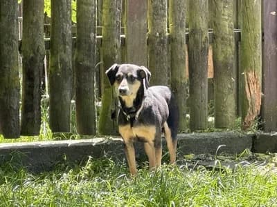 RAMBO, senior mixed breed for adoption at Schronisko Kraków, Kraków