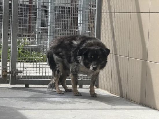 LOLEK, senior mixed breed for adoption at Schronisko Kraków, Kraków