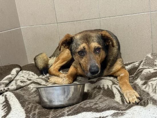 GAWRON, 6yo mixed breed for adoption at Schronisko Kraków, Kraków