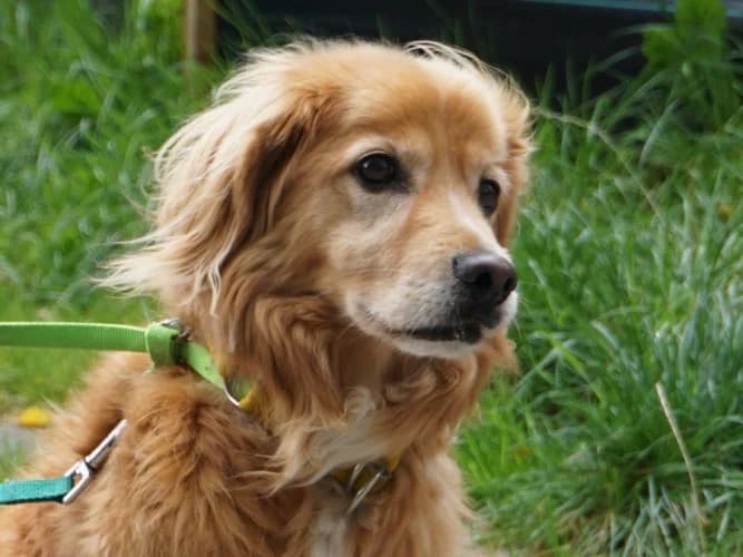 STEFAN, senior mixed breed for adoption at Schronisko Kraków, Kraków