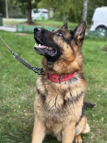 ROBIN, 7yo German Shepherd for adoption at Schronisko Kraków, Kraków