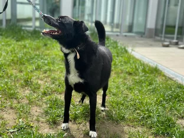HUGO, 7yo mixed breed for adoption at Schronisko Kraków, Kraków