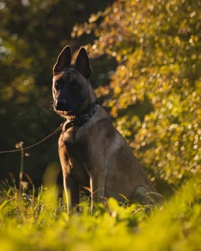 KAC, young Belgian Malinois for adoption at Schronisko Kraków, Kraków