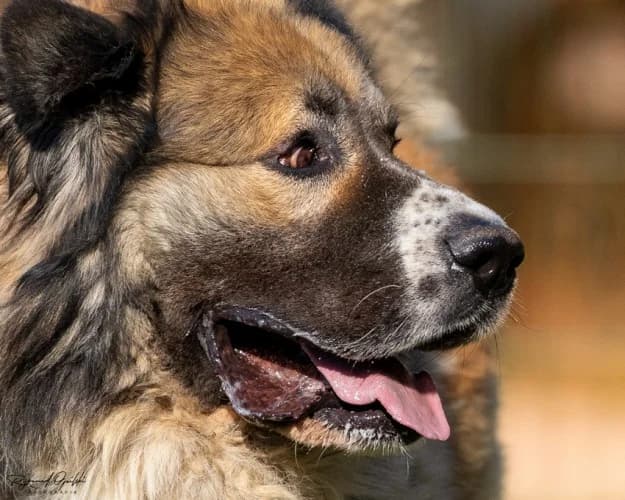 ASLAN, 7yo mixed breed for adoption at Schronisko Kraków, Kraków