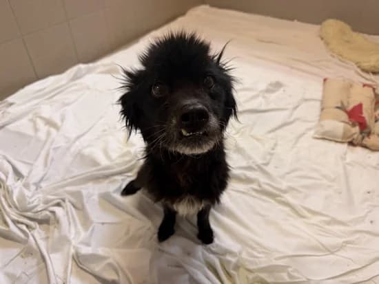 MAGUŚ, 5yo mixed breed for adoption at Schronisko Kraków, Kraków
