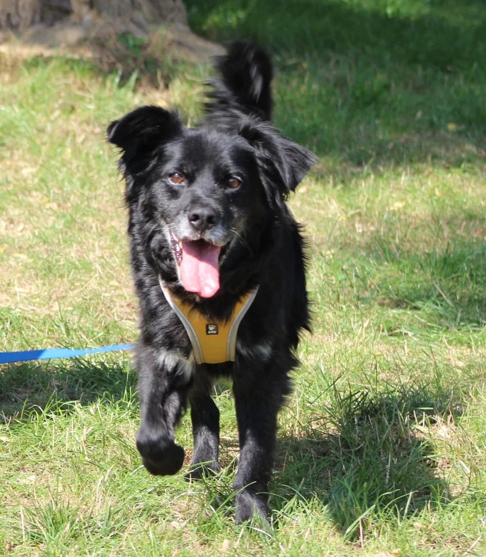 MAGUŚ, 5yo mixed breed for adoption at Schronisko Kraków, Kraków