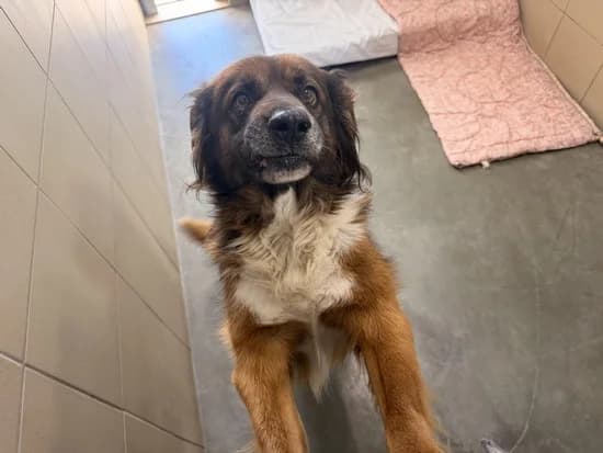 SZASZŁYK, 7yo mixed breed for adoption at Schronisko Kraków, Kraków