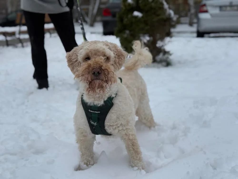 HOLLY, 4yo Poodle for adoption at Schronisko Kraków, Kraków