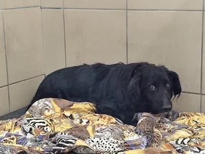 FROST, 7yo mixed breed for adoption at Schronisko Kraków, Kraków