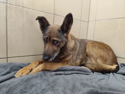KABAŁA, senior mixed breed for adoption at Schronisko Kraków, Kraków