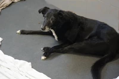 SIKOSI, male senior mixed breed for adoption at Schronisko Kraków, Kraków