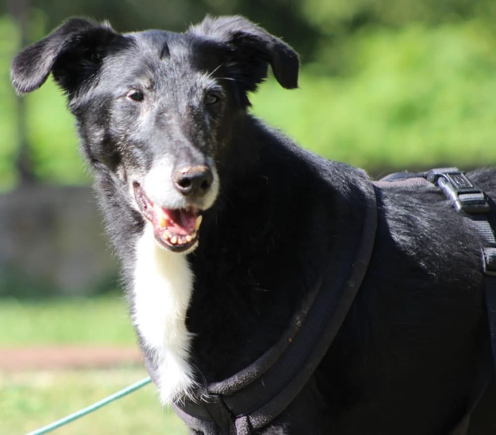 SIKOSI, male senior mixed breed for adoption at Schronisko Kraków, Kraków
