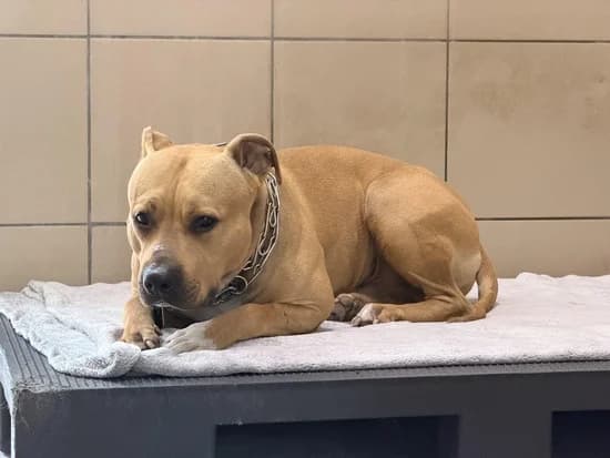 OFAR, male 3yo American Staffordshire Terrier for adoption at Schronisko Kraków, Kraków