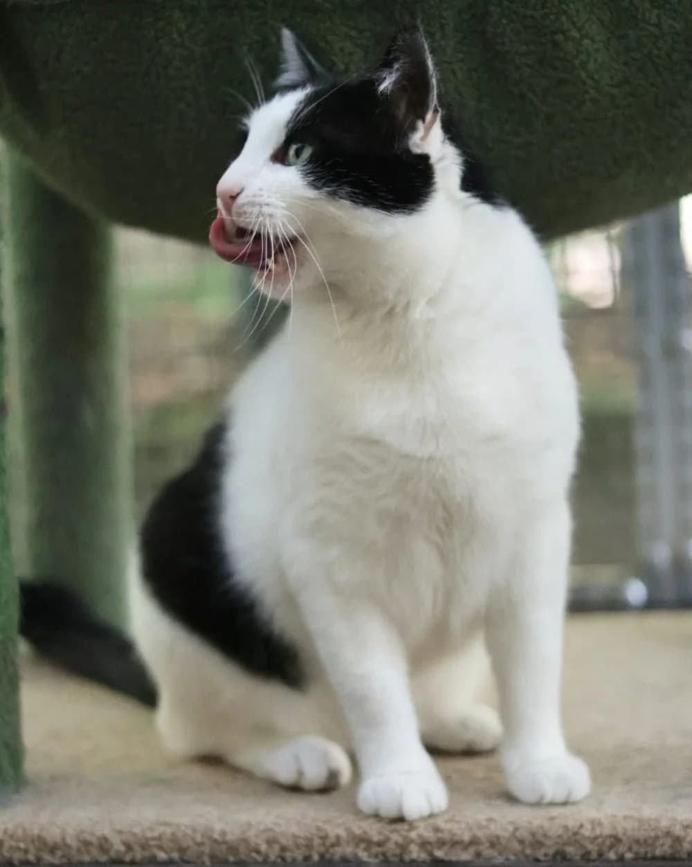 ZĄBEK, male senior mixed breed for adoption at Schronisko Kraków, Kraków