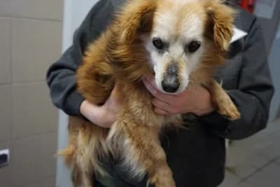 HIACYNT, senior mixed breed for adoption at Schronisko Kraków, Kraków