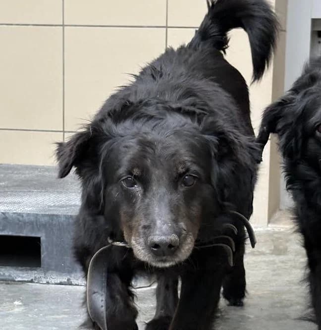 NIKO, 7yo mixed breed for adoption at Schronisko Kraków, Kraków