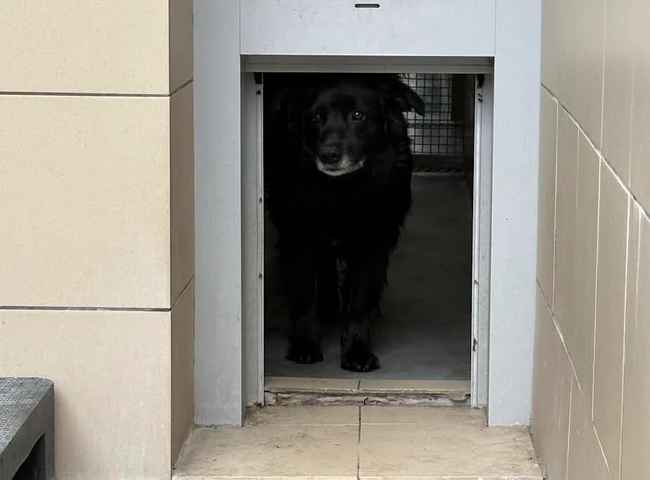 MALFOJ, senior mixed breed for adoption at Schronisko Kraków, Kraków