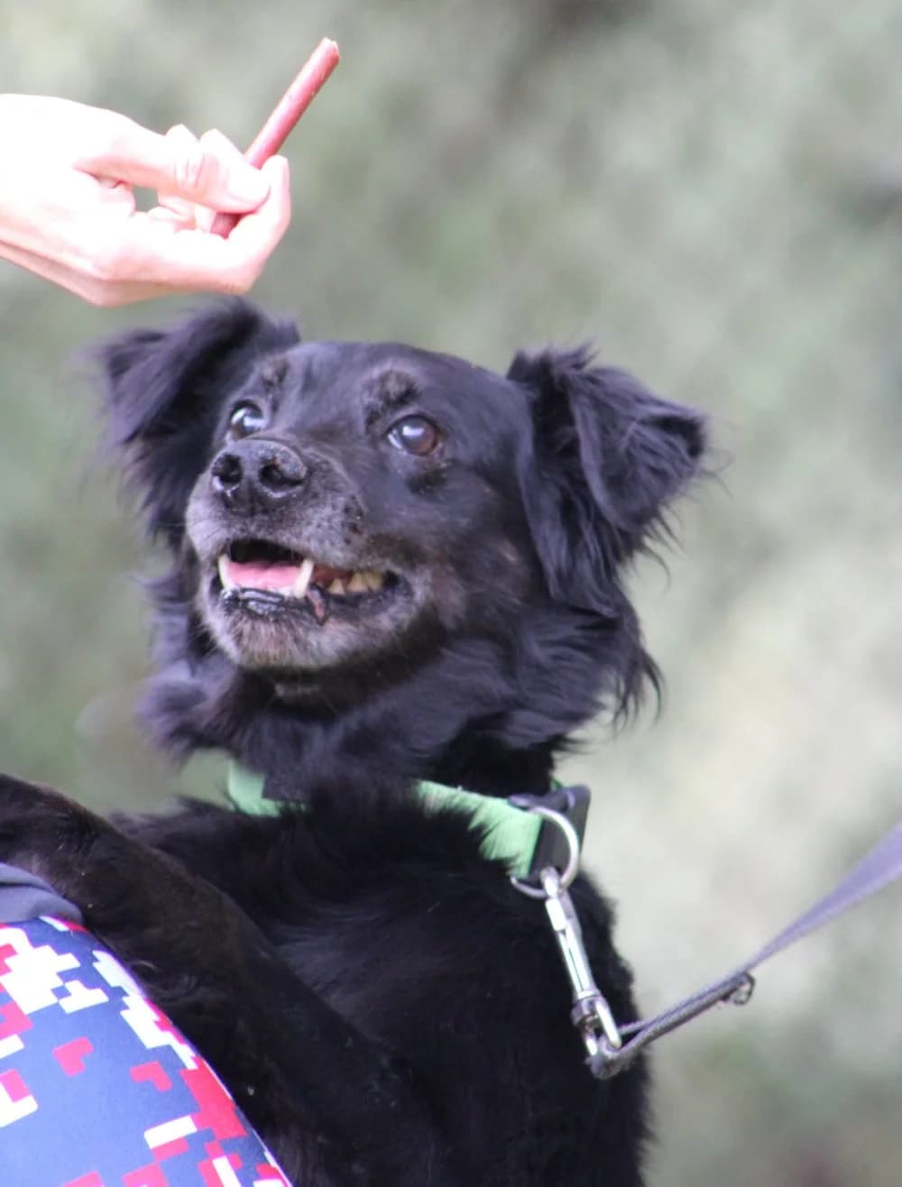 MALFOJ, senior mixed breed for adoption at Schronisko Kraków, Kraków