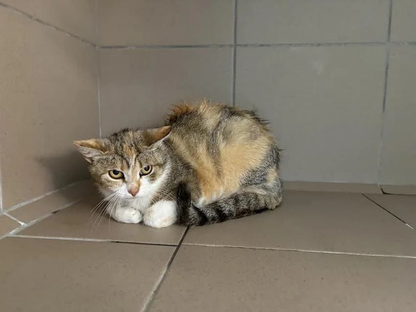 RAMONA, female 3yo mixed breed for adoption at Schronisko Kraków, Kraków