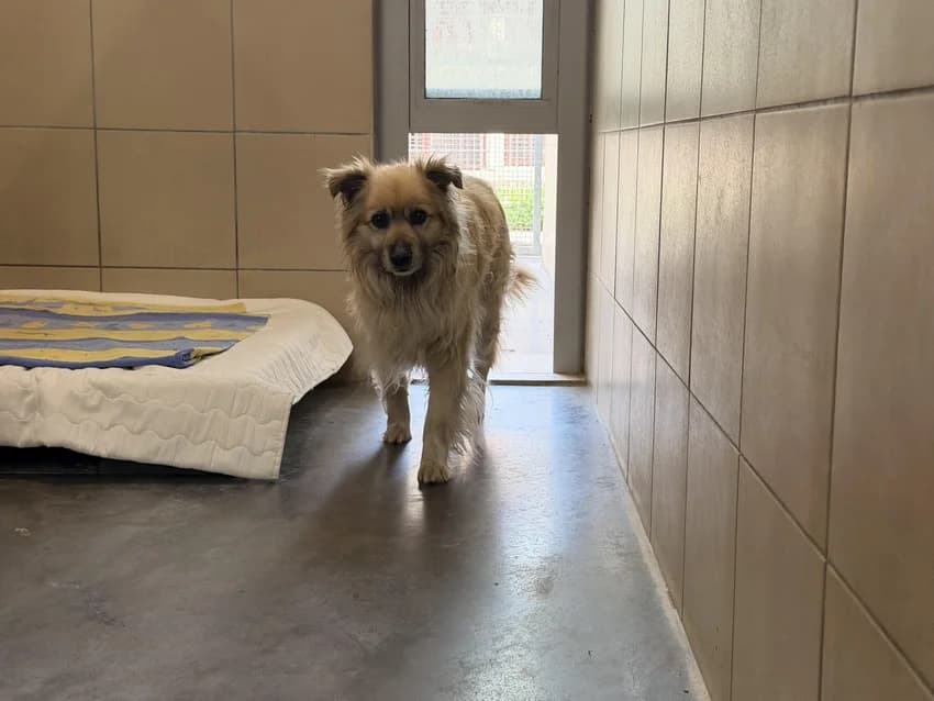 TYMOPSEUSZ, 5yo mixed breed for adoption at Schronisko Kraków, Kraków