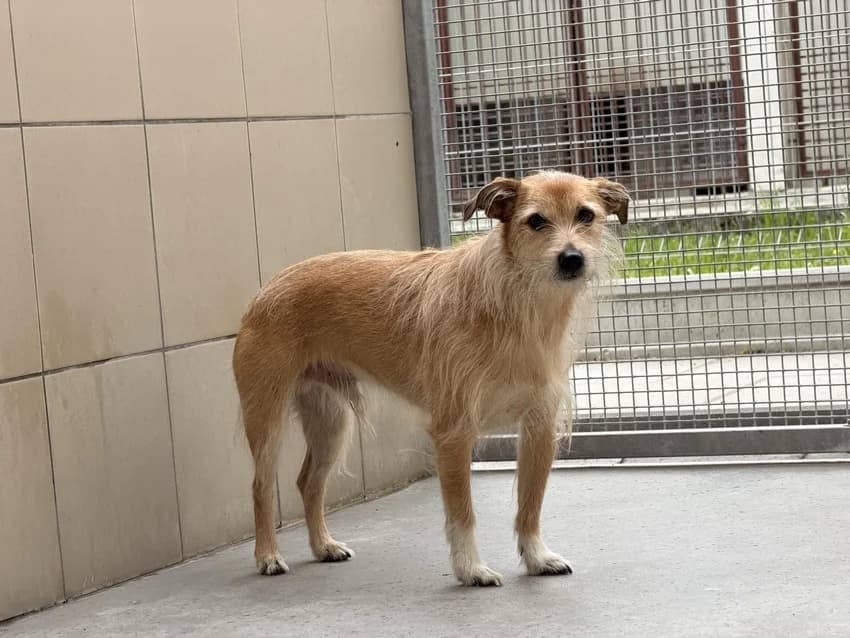 DANTE, 5yo mixed breed for adoption at Schronisko Kraków, Kraków