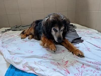 NEROŚ, male senior mixed breed for adoption at Schronisko Kraków, Kraków