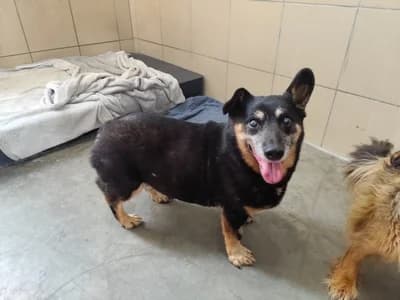CZARODZIEJ, male senior mixed breed for adoption at Schronisko Kraków, Kraków