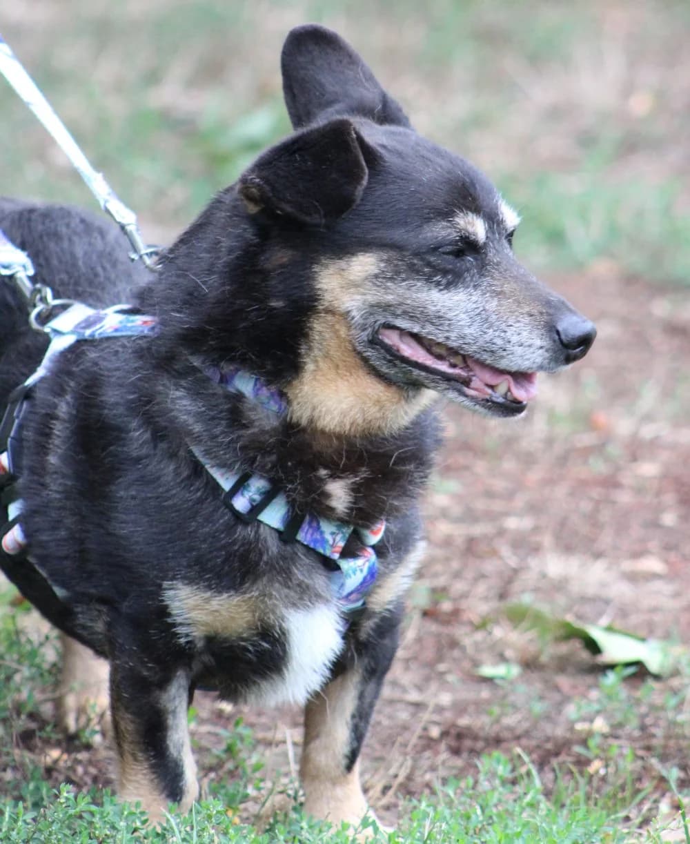 CZARODZIEJ, male senior mixed breed for adoption at Schronisko Kraków, Kraków
