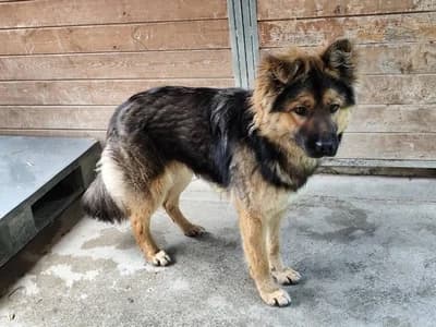 MAĆKO, 3yo mixed breed for adoption at Schronisko Kraków, Kraków