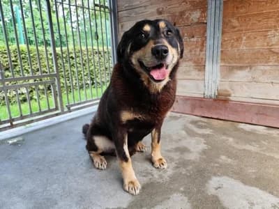 FRODO, senior mixed breed for adoption at Schronisko Kraków, Kraków