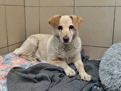BAZYLIA, senior mixed breed for adoption at Schronisko Kraków, Kraków