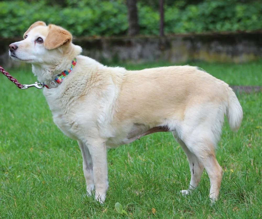 BAZYLIA, senior mixed breed for adoption at Schronisko Kraków, Kraków