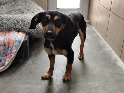 MONIA, 6yo mixed breed for adoption at Schronisko Kraków, Kraków