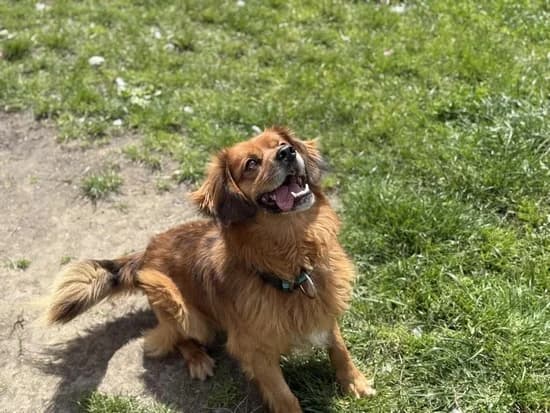 REX, 6yo mixed breed for adoption at Schronisko Kraków, Kraków