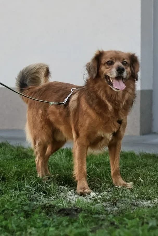 REX, 6yo mixed breed for adoption at Schronisko Kraków, Kraków
