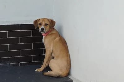 CLARISSA, young mixed breed for adoption at Schronisko Kraków, Kraków