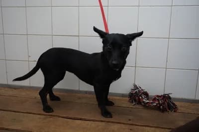 PRAGA, female young mixed breed for adoption at Schronisko Kraków, Kraków