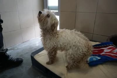 KOPCIUSZEK, female senior mixed breed for adoption at Schronisko Kraków, Kraków