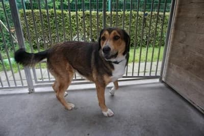 JULIA, female young mixed breed for adoption at Schronisko Kraków, Kraków